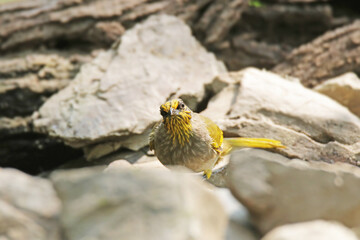 The Stripe-throated Bulbul on a branch
