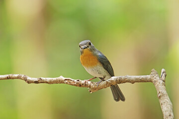 The female Indochinese Blue Flycatcher  on a branch