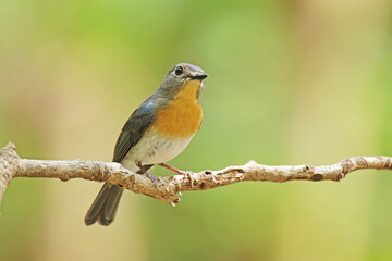 The female Indochinese Blue Flycatcher  on a branch