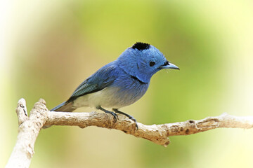 The Black-naped Monarch on a branch in nature