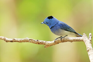 The Black-naped Monarch on a branch in nature