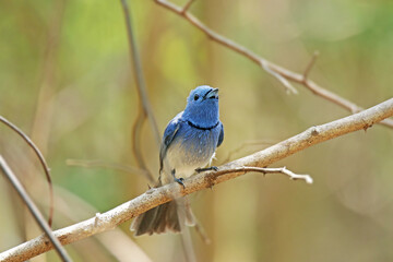 The Black-naped Monarch on a branch in nature