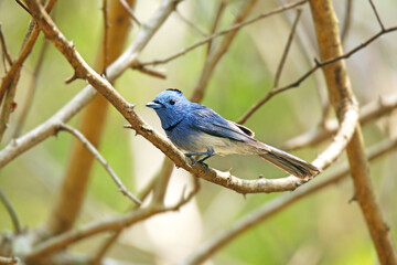 The Black-naped Monarch on a branch in nature