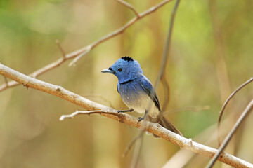 The Black-naped Monarch on a branch in nature