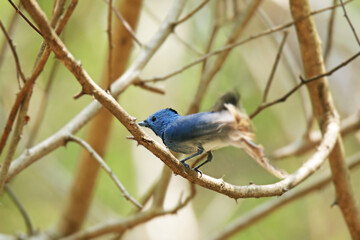 The Black-naped Monarch on a branch in nature