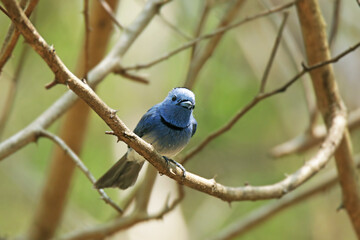 The Black-naped Monarch on a branch in nature