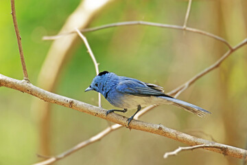 The Black-naped Monarch on a branch in nature