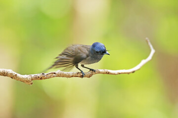 The Black-naped Monarch on a branch in nature