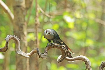 The Green-billed Malkoha in nature