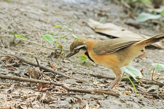 The Lesser Necklaced Laughingthrush in nature