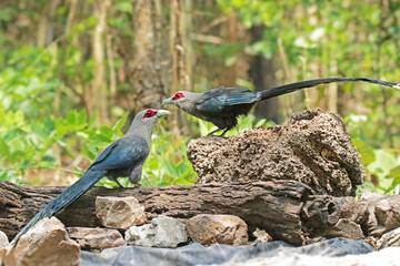 The Green-billed Malkoha in nature