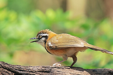 The Lesser Necklaced Laughingthrush in nature