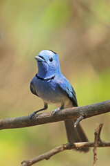The Black-naped Monarch on a branch in nature