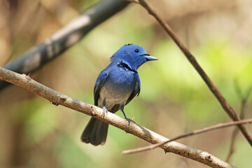 The Black-naped Monarch on a branch in nature