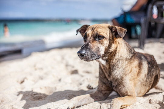 Perro posado sobre la playa