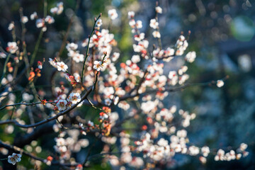 Plum blossoms shining in the sun. 