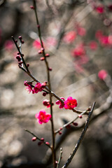 Dark pink plum blossoms. 