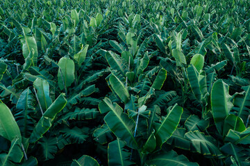 Aerial view of banana trees growing at field
