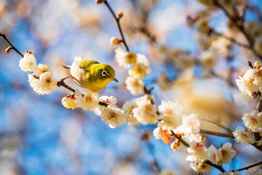 Another shot of the white eye. 