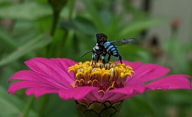 Bumble bee on flower