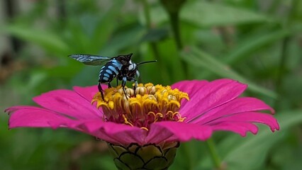 Bumble bee on flower