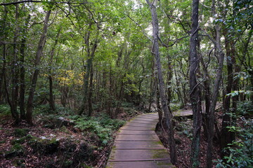 fascinating autumn forest with fine boardwalk