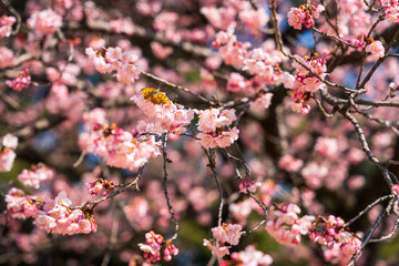 A yellow moth visiting early blooming cherry blossoms. 