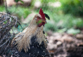 Gallo de perfil