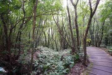 Fototapeta premium fascinating autumn forest with fine boardwalk
