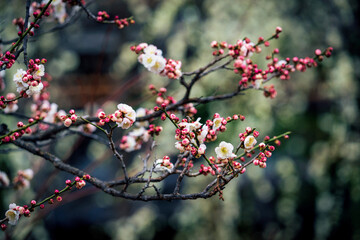 Plum blossoms blooming gracefully in Yushima Shrine, Bunkyo, Tokyo. 