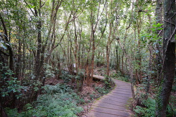 fascinating autumn forest with fine boardwalk