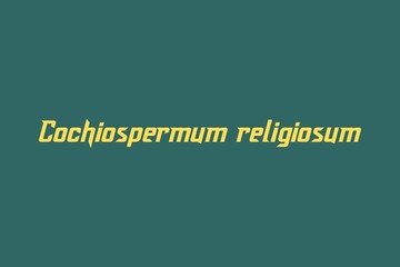Cochiospermum religiosum medicinal element typography text vector design. Medical science conceptual poster, banner,  and t-shirt design