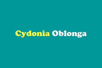 Cydonia Oblonga medicinal element typography text vector design. Medical science conceptual poster, banner,  and t-shirt design.