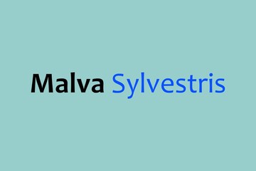 Malva Sylvestris medicinal element typography text vector design. Medical science conceptual poster, banner,  and t-shirt design