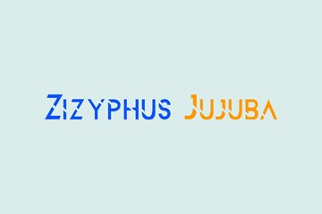Zizyphus Jujuba medicinal element typography text vector design. Medical science conceptual poster, banner,  and t-shirt design.