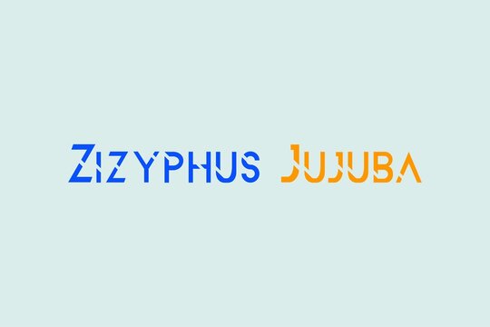 Zizyphus Jujuba medicinal element typography text vector design. Medical science conceptual poster, banner,&nbsp; and t-shirt design.