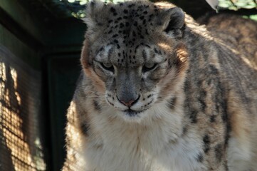 Naklejka premium Animals are a traditionally (since the time of Aristotle) distinguished category of organisms, currently considered as a biological kingdom. Animals are the main object of zoology study.