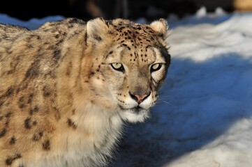 Animals are a traditionally (since the time of Aristotle) distinguished category of organisms, currently considered as a biological kingdom. Animals are the main object of zoology study.