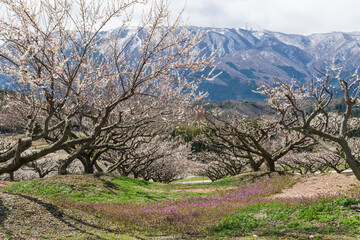 梅の花と残雪の山麓・いなべ市農業公園
