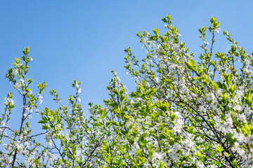 Spring flowering. White flowers on a tree against a clear blue sky in clear sunny weather. Flowering fruit tree. Spring mood.
