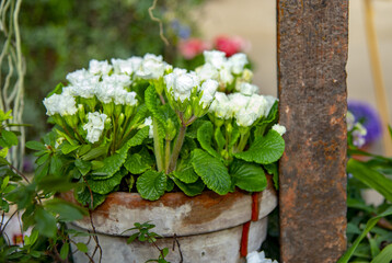 Delicate white primrose in a ceramic pot in the interior.