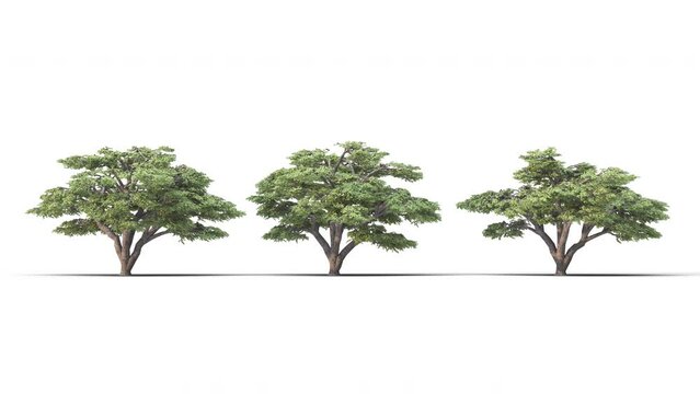 Isolated realistic Lebanon Cedar tree on the wind, White background with transparent cut-out animation and alpha channel.3d rendering with id pass