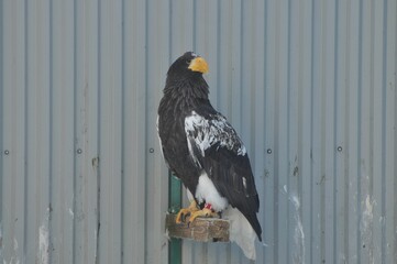 Animals are a traditionally (since the time of Aristotle) distinguished category of organisms, currently considered as a biological kingdom. Animals are the main object of zoology study.