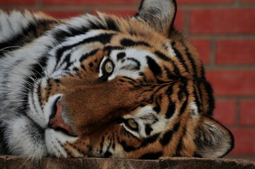 Animals are a traditionally (since the time of Aristotle) distinguished category of organisms, currently considered as a biological kingdom. Animals are the main object of zoology study.