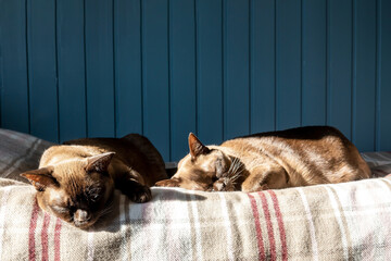 Spring mood. Two chocolate-colored Burmese cats lying down basking in the sun. Sunbathing. Warming after a long winter.