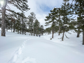 Enjoyable walk in the forest after snowfall