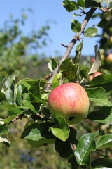 A tasty red apple hangs on the apple tree ready for harvesting in glorious weather