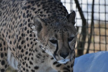 Naklejka premium Animals are a traditionally (since the time of Aristotle) distinguished category of organisms, currently considered as a biological kingdom. Animals are the main object of zoology study.