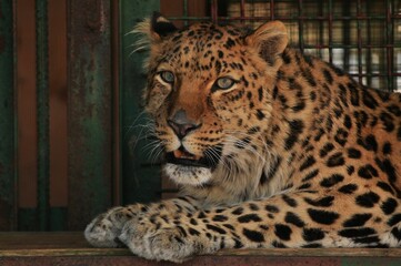 Animals are a traditionally (since the time of Aristotle) distinguished category of organisms, currently considered as a biological kingdom. Animals are the main object of zoology study.