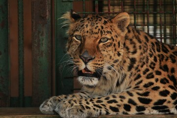 Animals are a traditionally (since the time of Aristotle) distinguished category of organisms, currently considered as a biological kingdom. Animals are the main object of zoology study.